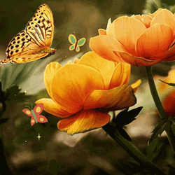 Good Morning Orange Rose Flower GIF