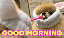 Good Morning Pomeranian Dog GIF