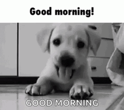 Good Morning Puppies Black And White GIF