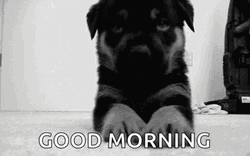 Good Morning Puppies Black Dog GIF