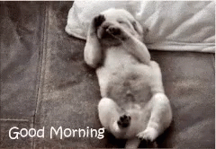 Good Morning Puppies Body Stretch GIF