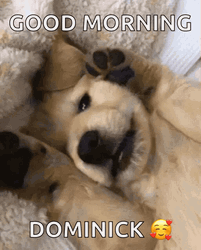 Good Morning Puppies Cuddling GIF