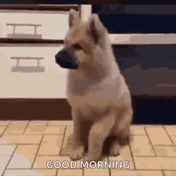 Good Morning Puppies Cute Chow Chow Taps GIF