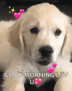 Good Morning Puppies Cute Lovely Greeting GIF