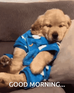 Good Morning Puppies Dress Dog GIF