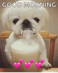 Good Morning Puppies Drinking Milk GIF
