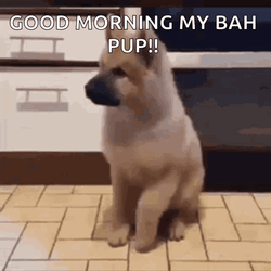 Good Morning Puppies Excited Tippy Taps GIF