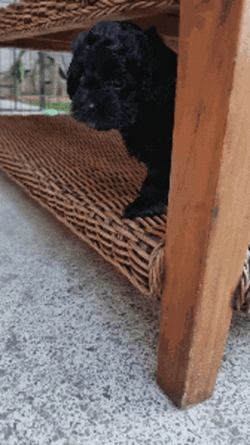 Good Morning Puppies Portuguese Water Dog GIF