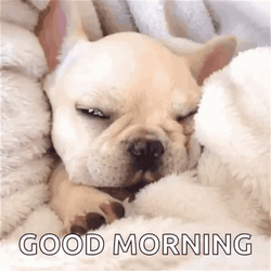 Good Morning Puppies Sleepy Face GIF