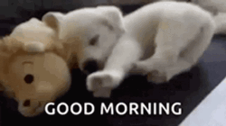 Good Morning Puppies Stuffed Toy GIF