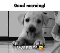 Good Morning Puppies Sweeties Labrador Dog GIF