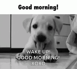 Good Morning Puppies Wake Up Call GIF