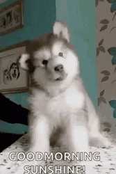 Good Morning Puppy Adorable Alaskan Malamute  GIF
