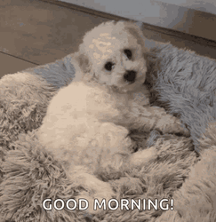 Good Morning Puppy Bichon Frise Waving GIF