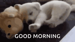  Good Morning Puppy Cute Morning Stretch GIF