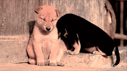 Good Morning Puppy Falling Asleep  GIF