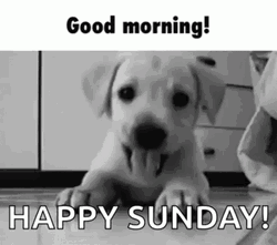 Good Morning Puppy Happy Sunday