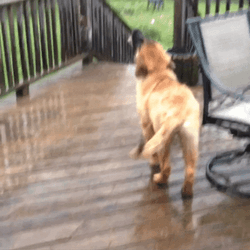 Good Morning Rainy Day Happy Dog GIF