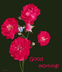 Good Morning Roses Burst GIF
