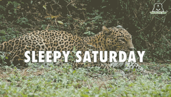 Good Morning Saturday Sleepy Cheetah