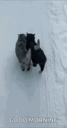 Good Morning Snow Cats Cuddling Walking GIF