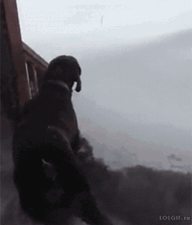 Good Morning Snow Day Dog Playing GIF