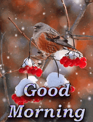 Good Morning Snow Fall Bird GIF