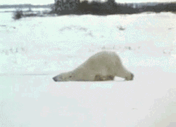 Good Morning Snow Tired Polar Bear GIF