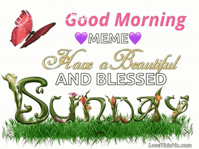 Good Morning Sunday Butterfly Meme GIF