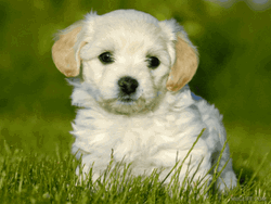 Good Morning Sunday Cute White Puppy Dog GIF