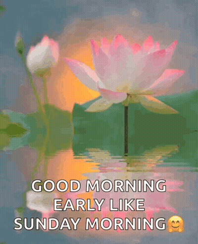Good Morning Sunday Lotus Flower GIF