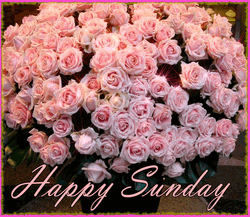 Good Morning Sunday Pink Rose Bouquet  GIF