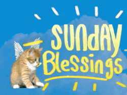 Good Morning Sunday Playful Angel Cat GIF