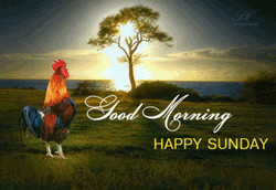 Good Morning Sunday Rooster Crowing Sunrise GIF
