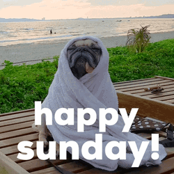 Good Morning Sunday Sleepy Pug Dog GIF
