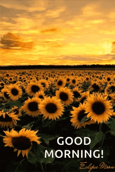 Good Morning Sunflowers At Sunset GIF