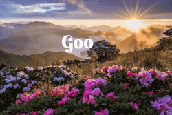 Good Morning Sunrise Pretty Pink Flowers  GIF