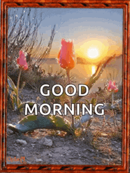 Good Morning Sunrise Sparkling Flowers Tulip GIF