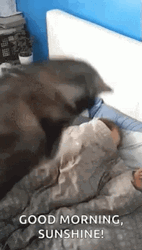 Good Morning Sunshine Wake Up GIF