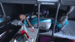 Good Morning Sweetheart Dog GIF
