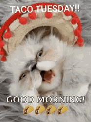 Good Morning Taco Tuesday GIF
