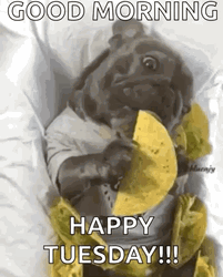 Good Morning Taco Tuesday Lazy Dog Eating GIF