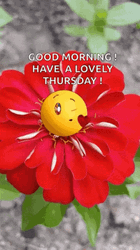 Good Morning Thursday Red Flower Blows Kiss GIF