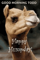 Good Morning Todd Hump Day Camel GIF