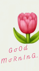 Good Morning Tumblr Tulips Flower GIF