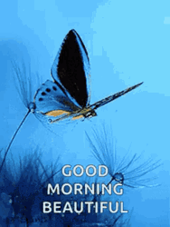 Good Morning Wife Flying Blue Butterfly