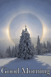 Good Morning Winter Halo Behind Tree