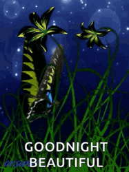 Good Night Beautiful Butterfly And Floating Lights GIF