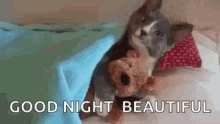 Good Night Beautiful Cat Hugging Teddy Bear GIF