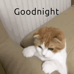 Good Night Cat Slipping
